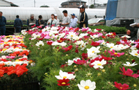 足立区の花卉農家・榎本さんのお宅では、ひと足早くコスモスの出荷がはじまっています。