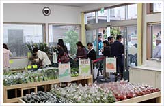 足立地区の野菜を始め花卉も人気です